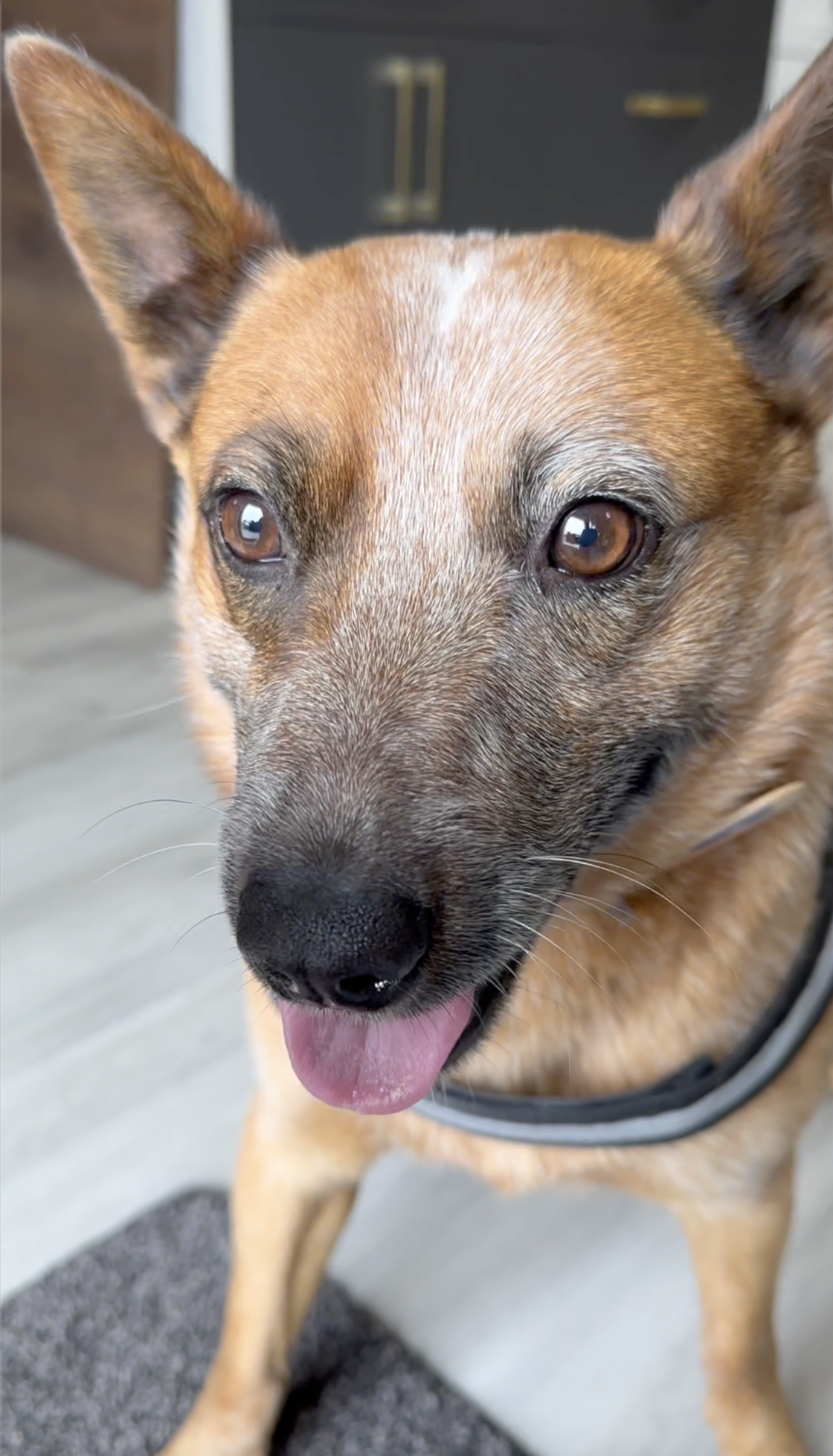 The Tail-Wagging Expert of Bora Cabinetry