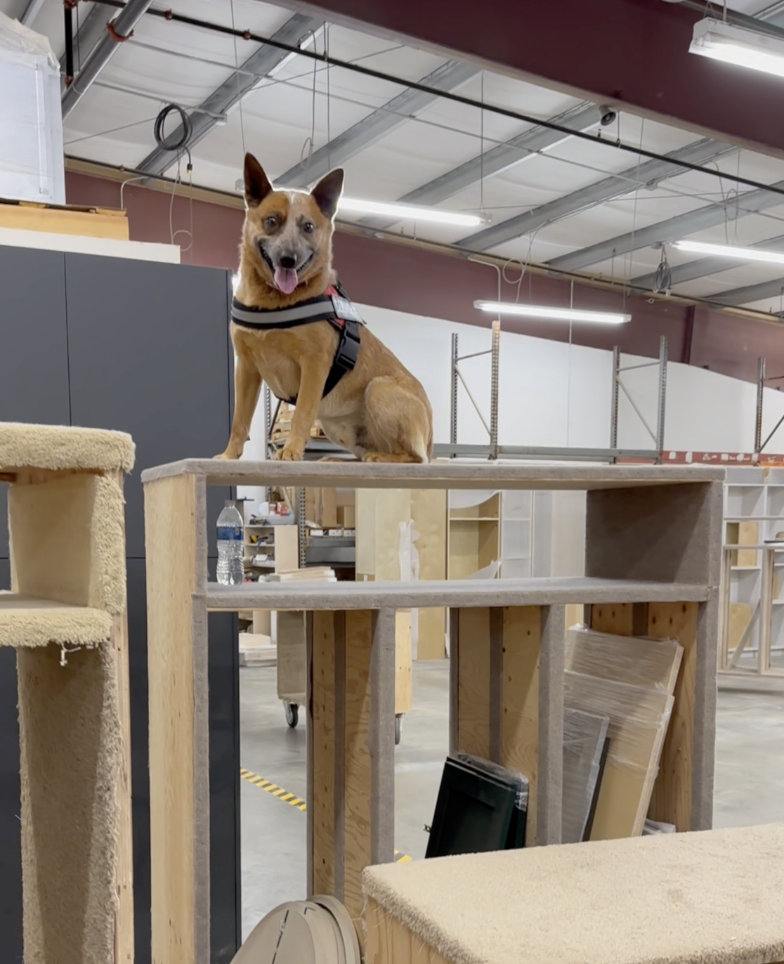 The Tail-Wagging Expert of Bora Cabinetry